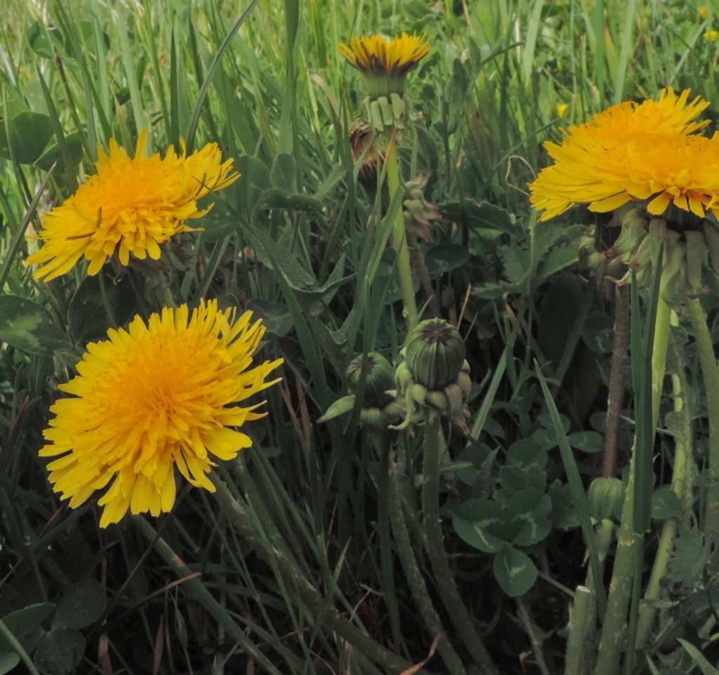 Gruppo di fiori gialli - Taraxacum sp.